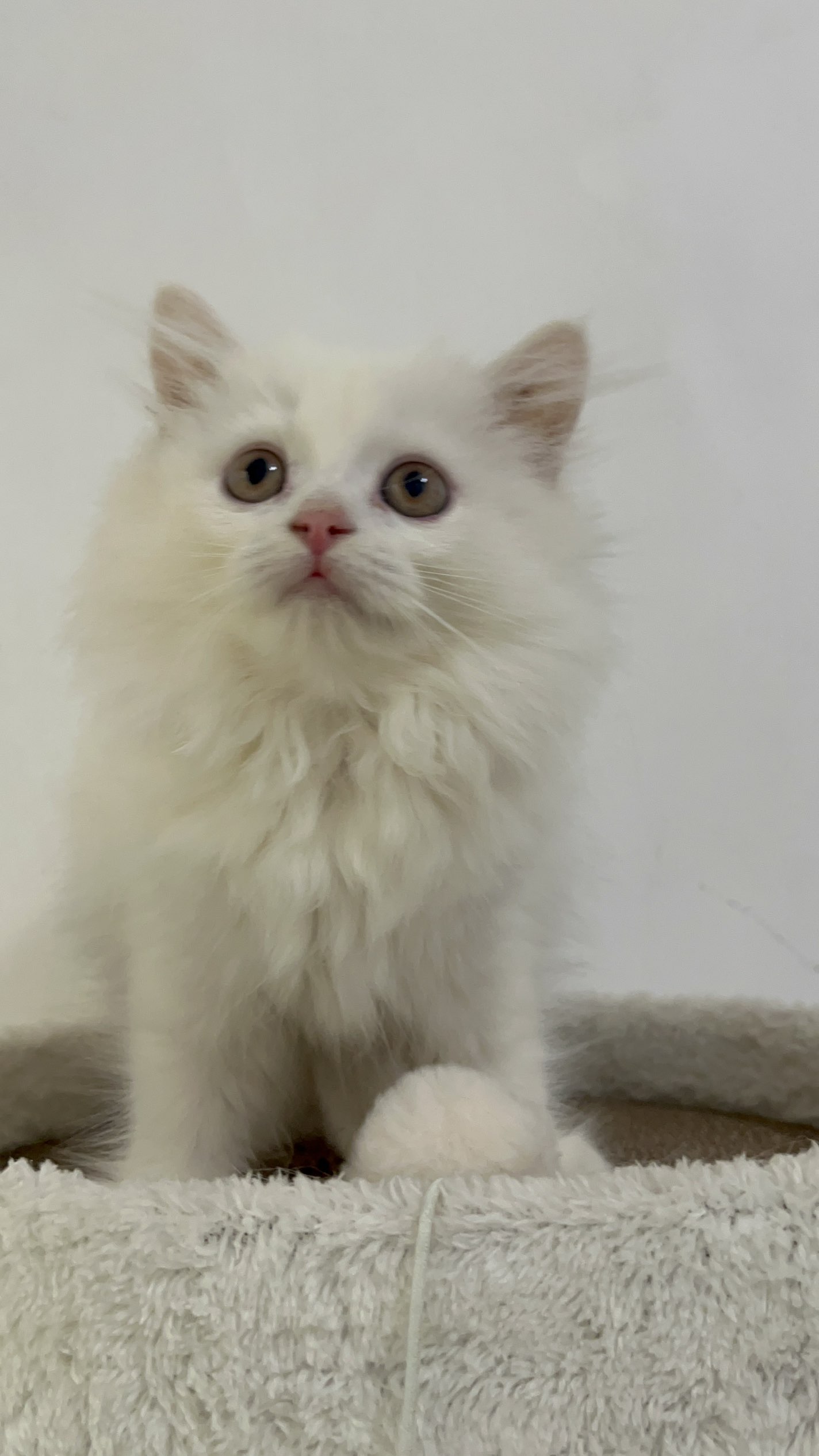 长毛纯白五粉猫妹妹